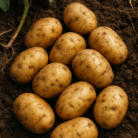 Organic potatoes freshly harvested from Indian soil